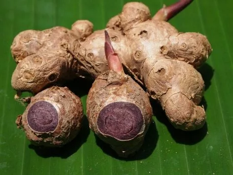 black ginger root