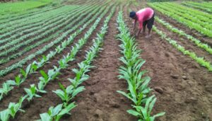 turmeric farming