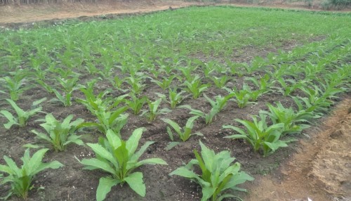 turmeric leaves