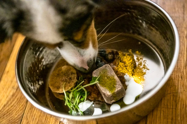 Turmeric for dogs