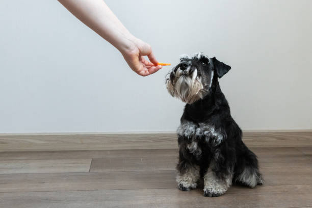 Turmeric for dogs